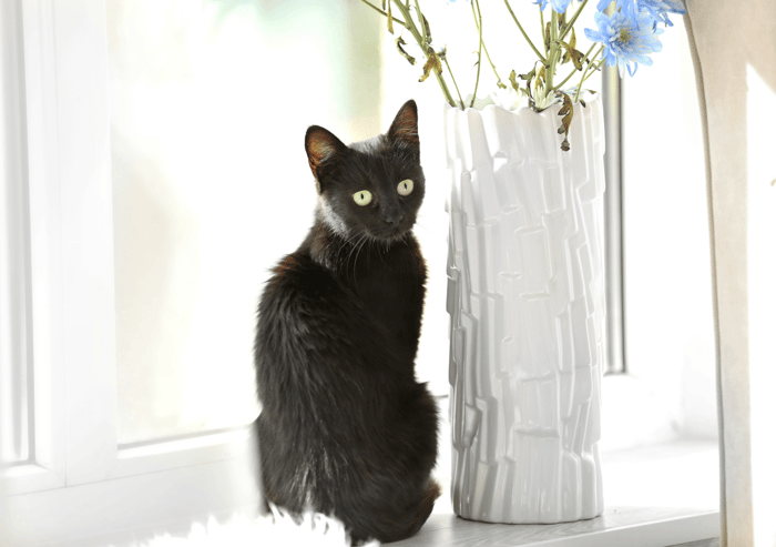Sterling's Complete Guide to Luxurious New Home Feature Must-Haves Cat on Window Sill Image